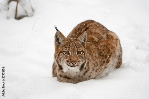 Luchs, European lynx, Felis lynx