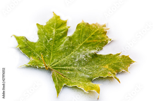 Frost on Maple Leave Close-up