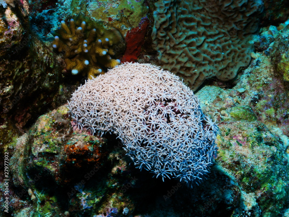 Obraz premium Koralle