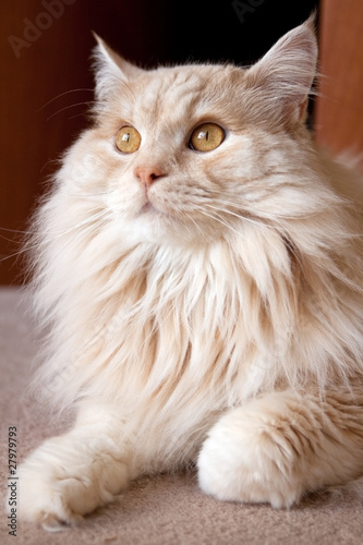 Obraz na plátně Gorgeous Cat