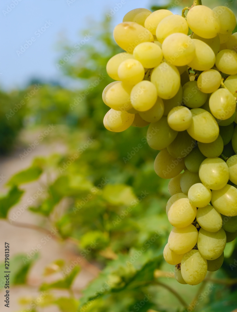 Grapes Grapes