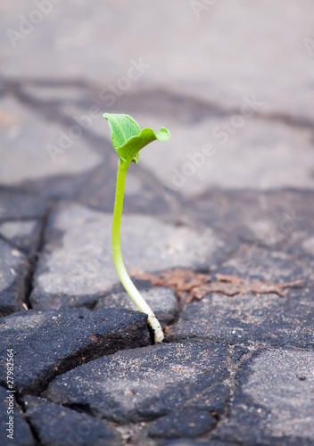 Growing green sprout in asphalt