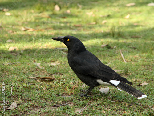 pied currawong
