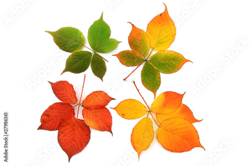 Autumn colorful Leaves
