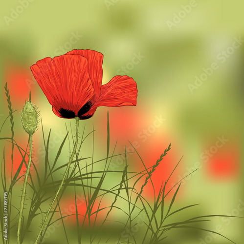 Red poppy