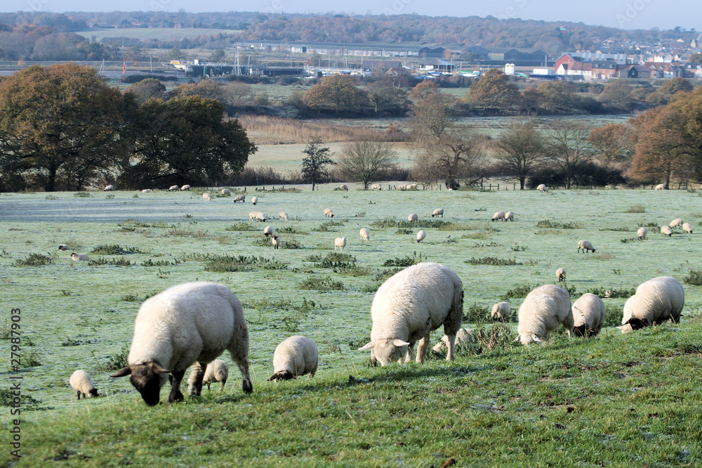 Fototapeta premium Group of sheep in line
