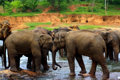 Elephant washing procedure