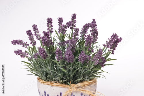 Lavender in flowerpot