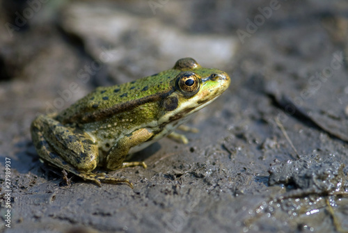 The lake frog