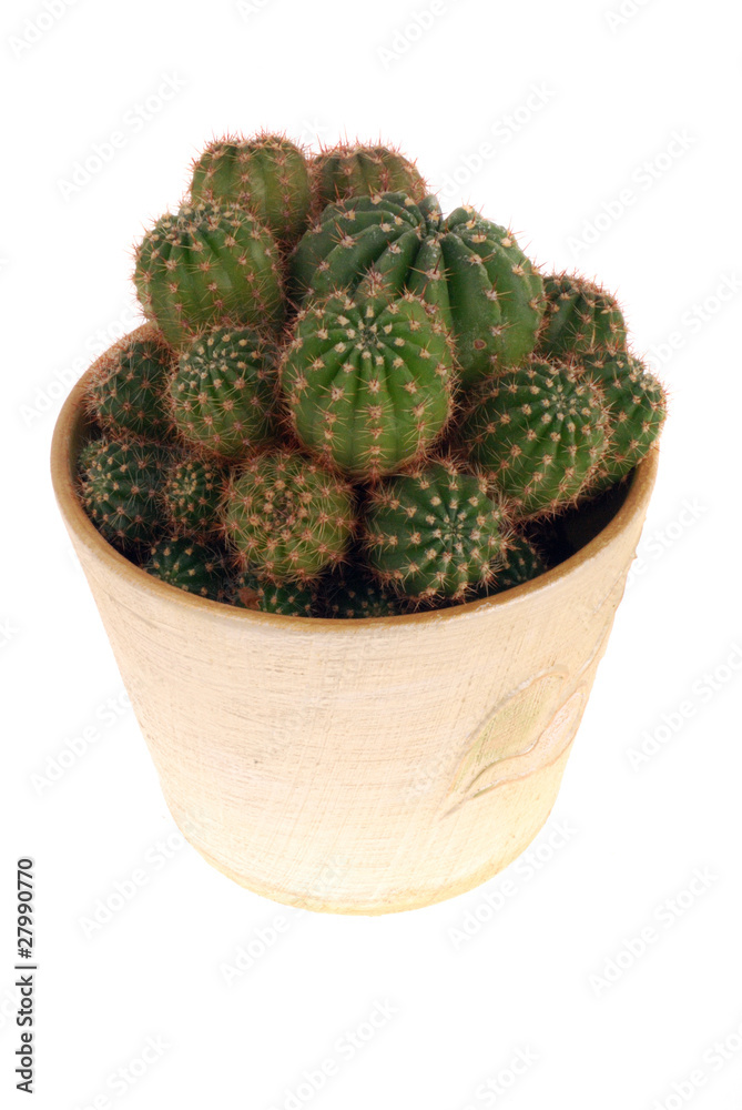 Cactus Cactus