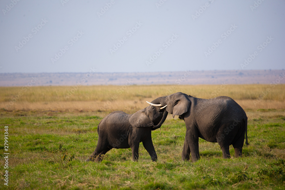 Elephant Kiss