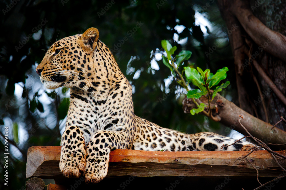 Obraz premium Leopard