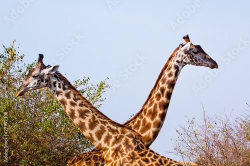 Giraffes © Beelix