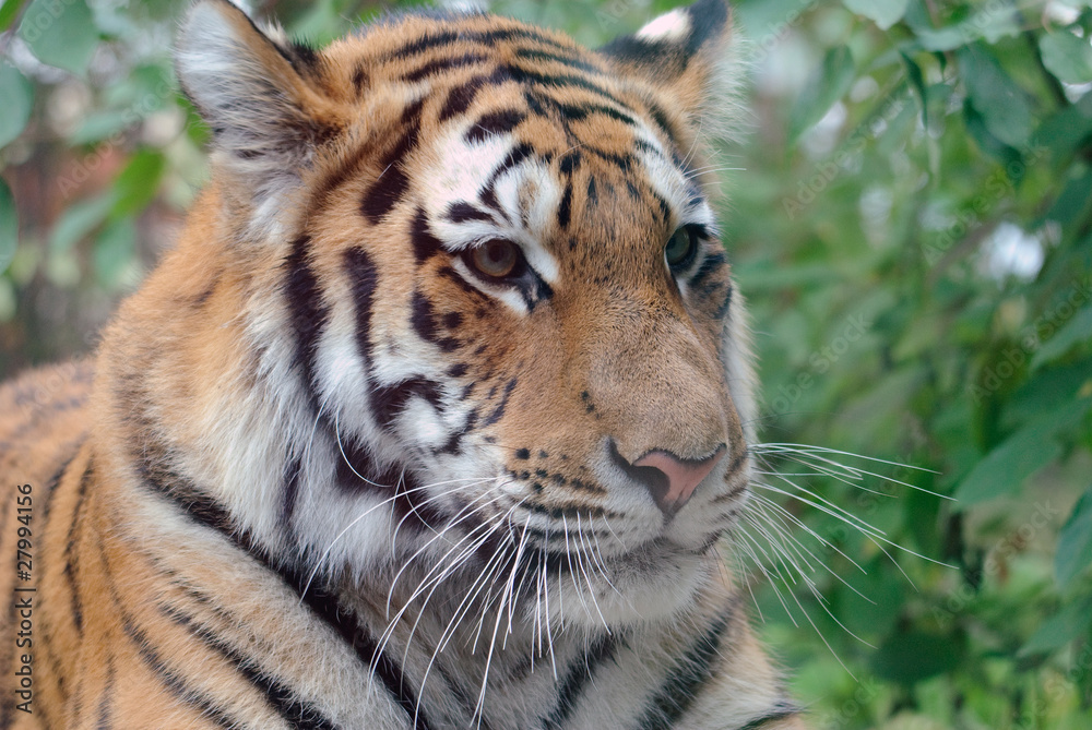 Siberian Tiger