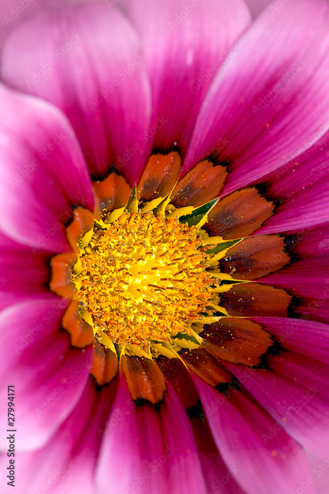 Closed up Chrysanthemum Closed up Chrysanthemum