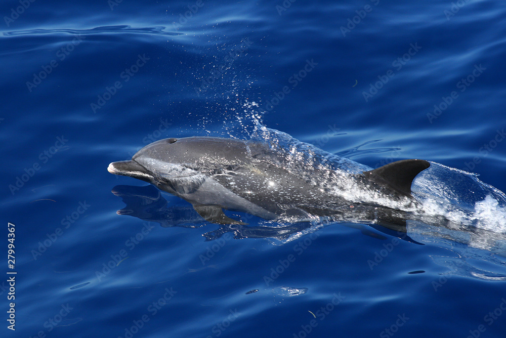 Fototapeta premium Dauphin