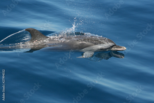 Dauphin