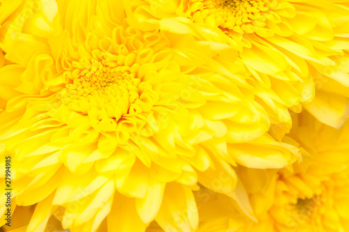 chrysanthemum