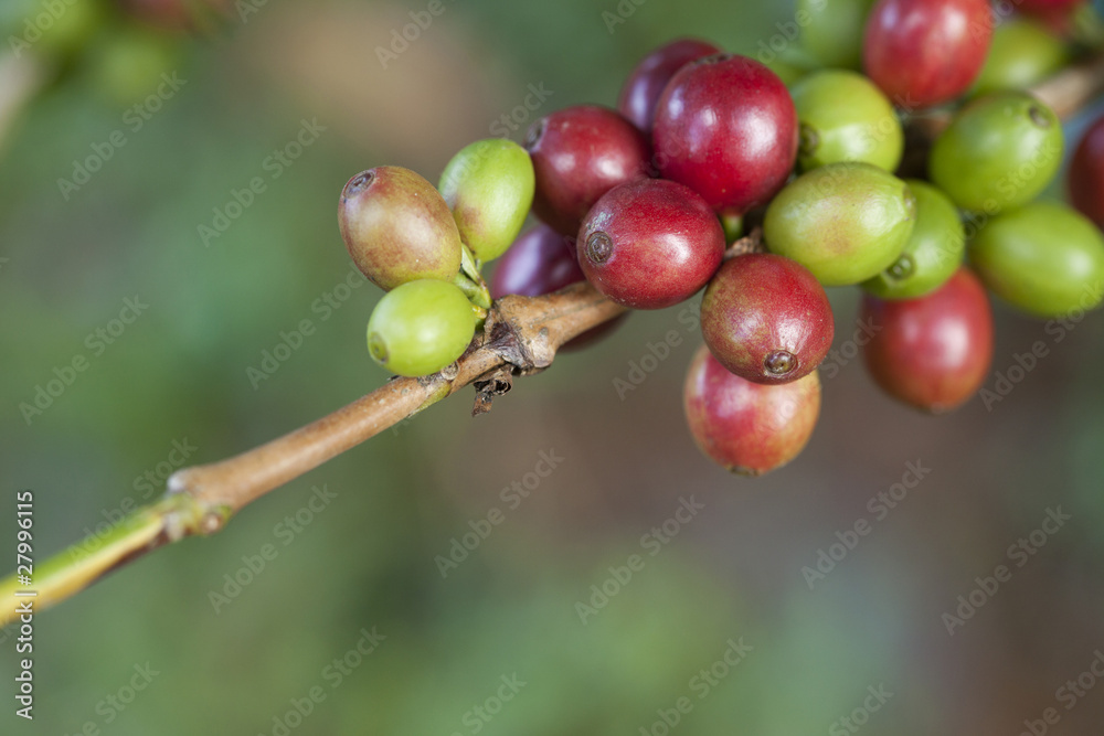 Coffee beans on plant