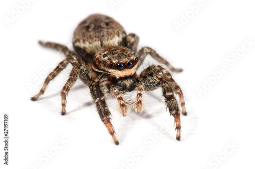 Spider isolated over white