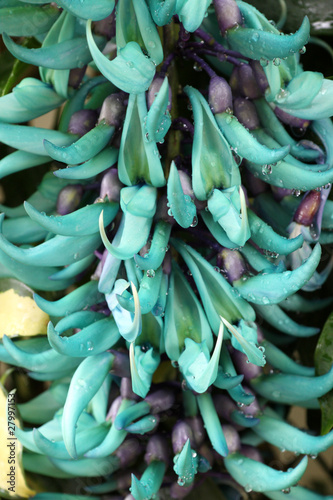 liane de jade turquoise