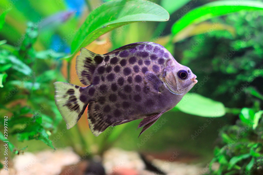 Obraz premium Scatophagus Argus