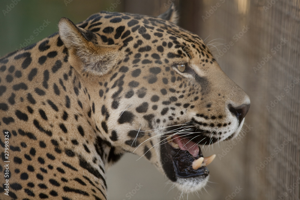 Obraz premium Jaguar Mouth Open