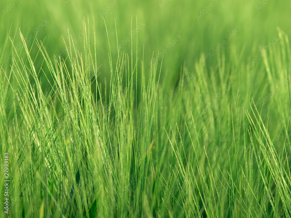 Obraz premium oats close-up