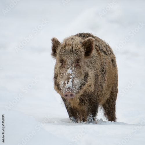 Wildschwein, Wild boar, Sus scrofa
