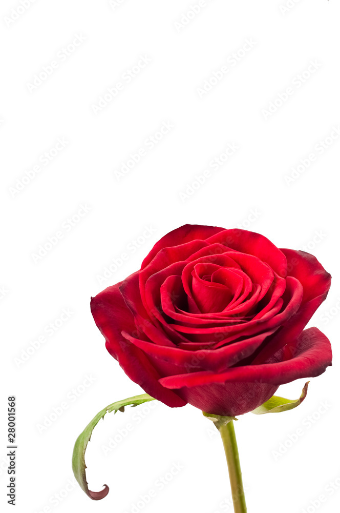 Red rose Red rose