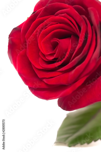 Red rose. closeup.