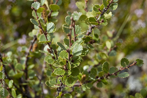 Bild auf Leinwand Abedul enano (Betula nana)