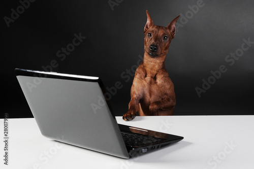 Miniature Pinscher. photo