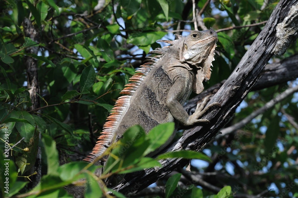 Fototapeta premium Leguan