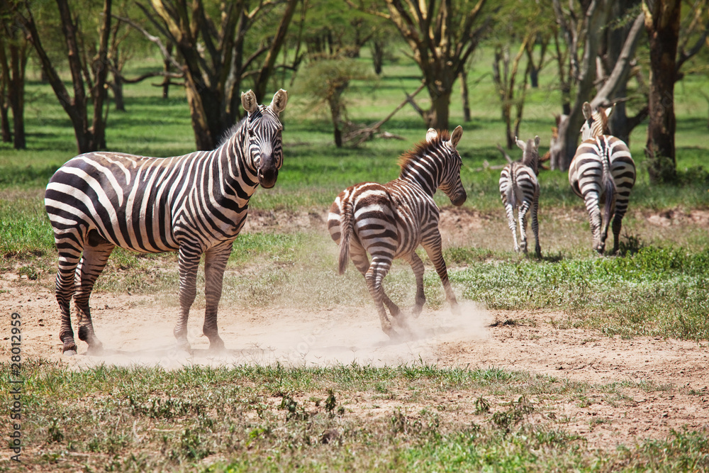 Obraz premium Zebras