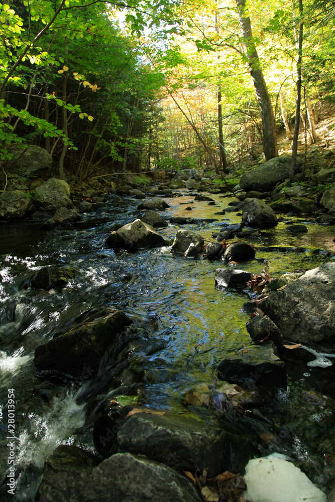 woodland stream woodland stream