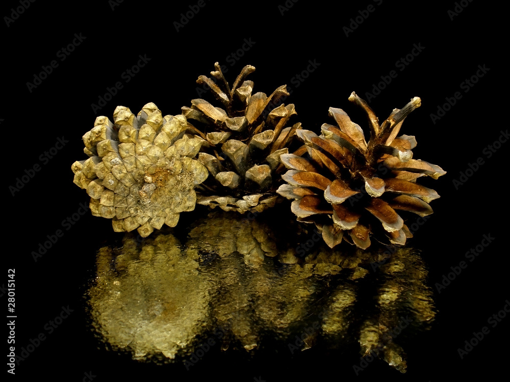 pine cone pine cone