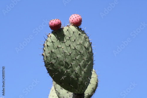 Kaktus Opuntie,Gran Canaria