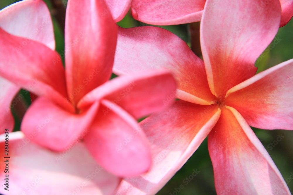 Blume