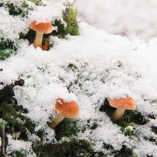 Forest in winter. Frozen mushrooms in snow. Low depth-of-field photo