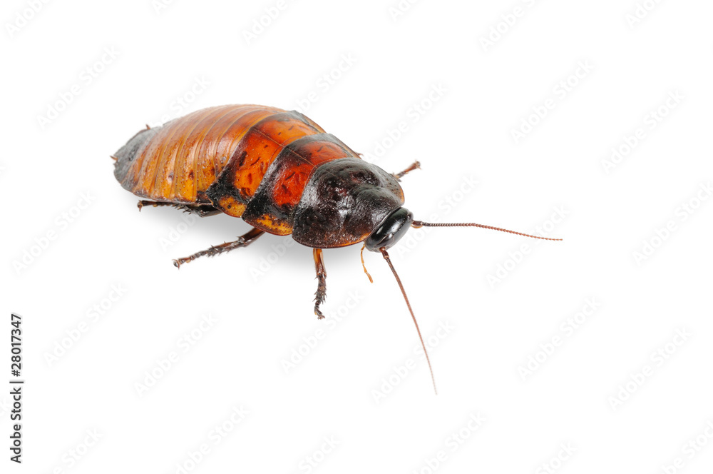 Madagascar cockroach