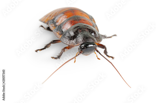 Madagascar cockroach