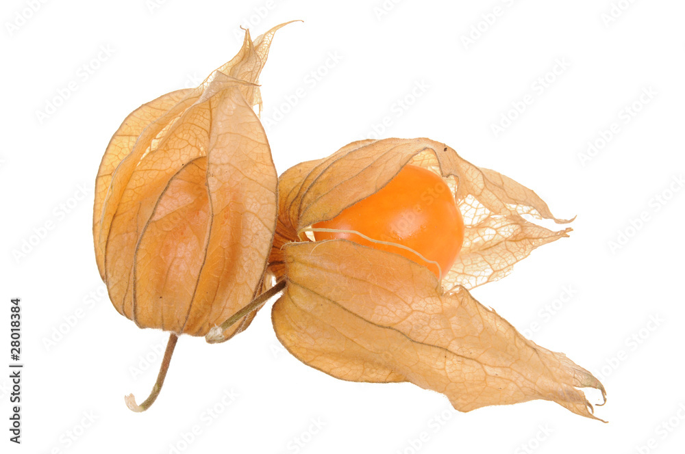 Physalis Physalis