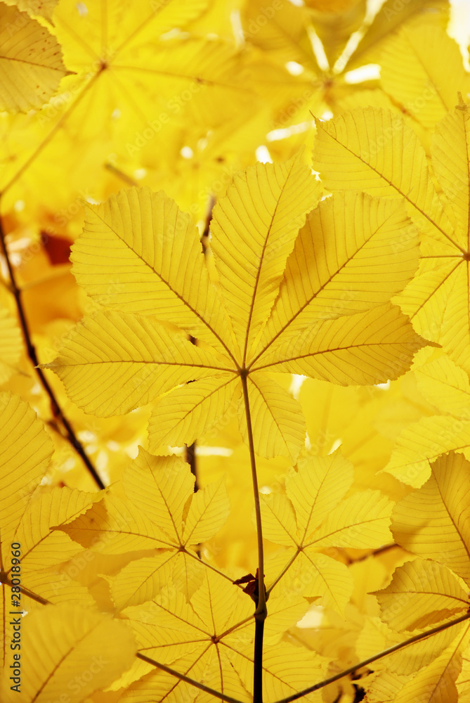 Autumn leaves Autumn leaves