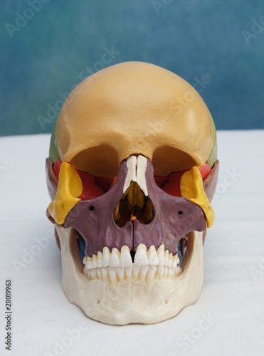 Schädel: Anatomie für Physiotherapeuten