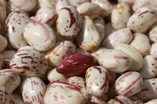 Close up of fresh beans - Italian Borlotto Bean
