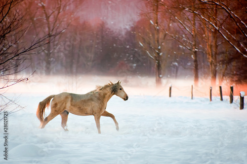 Horse running in the snow
