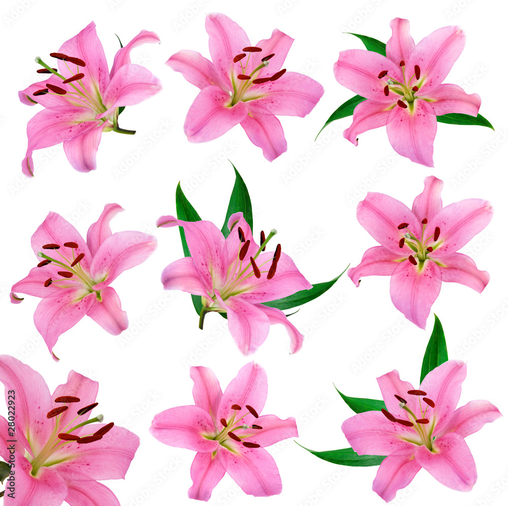 fleur lys