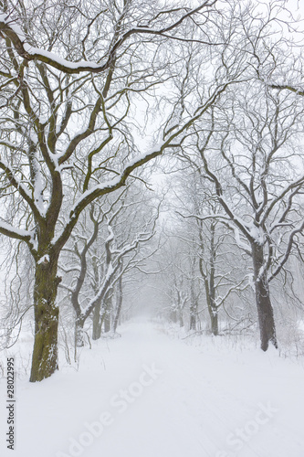 snowy road, Czech Republic © Richard Semik