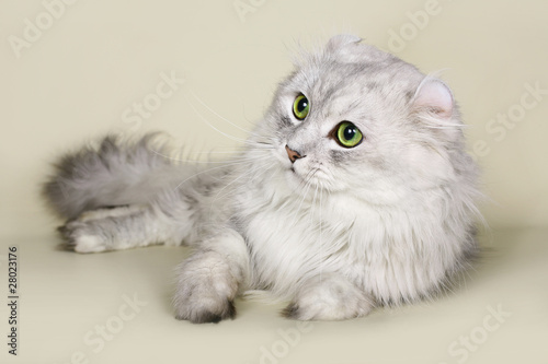 Obraz na plátně Cat breed American curl.